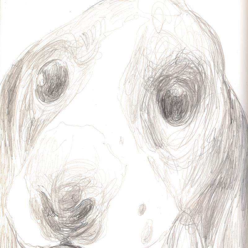 Bleistiftzeichnung eines Beagles der mit großen Augen den Betrachter anblickt